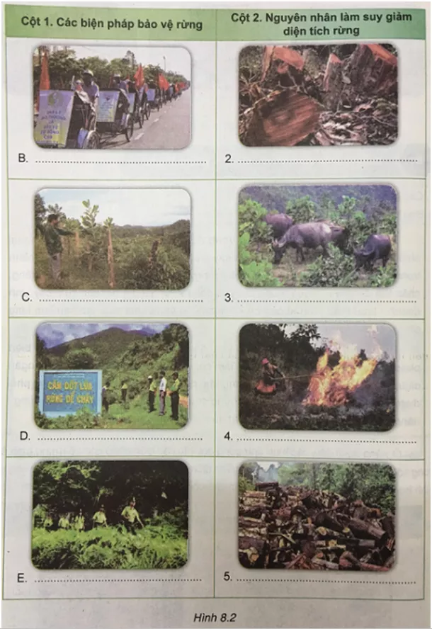 Công nghệ 7 VNEN Bài 8: Bảo vệ và khai thác rừng | Hay nhất Giải bài tập Công nghệ 7 VNEN Bai 8 Bao Ve Va Khai Thac Rung 2