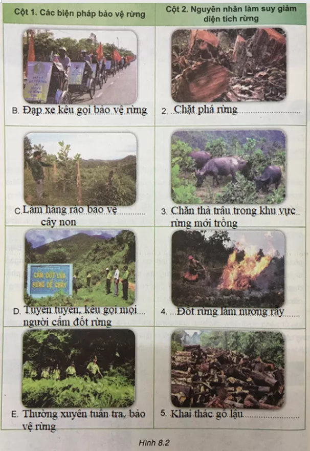 Công nghệ 7 VNEN Bài 8: Bảo vệ và khai thác rừng | Hay nhất Giải bài tập Công nghệ 7 VNEN Bai 8 Bao Ve Va Khai Thac Rung 3