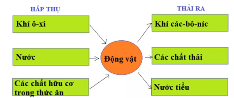 Bài 32: ĐỘNG VẬT TRAO ĐỔI CHẤT NHƯ THẾ NÀO Bai 32 Dong Vat Trao Doi Chat The Nao 3