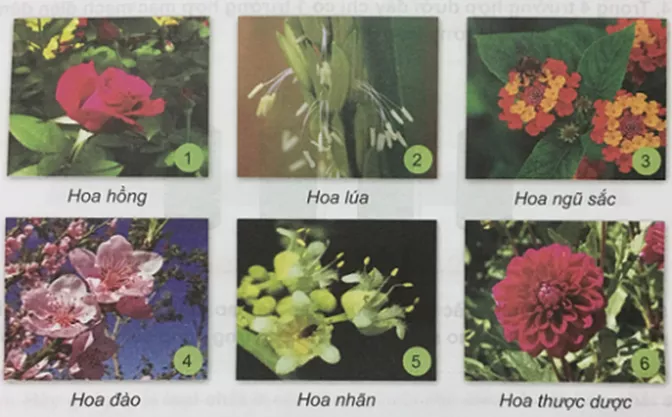 Khoa học 5 Bài 27: Sinh sản và thực vật có hoa | Giải Khoa học lớp 5 VNEN hay nhất Bai 27 Sinh San Cua Thuc Vat Co Hoa 1