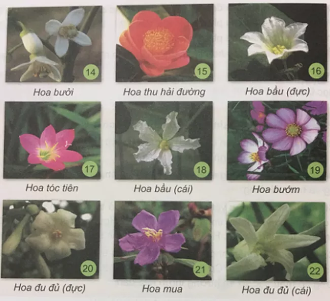 Khoa học 5 Bài 27: Sinh sản và thực vật có hoa | Giải Khoa học lớp 5 VNEN hay nhất Bai 27 Sinh San Cua Thuc Vat Co Hoa 4