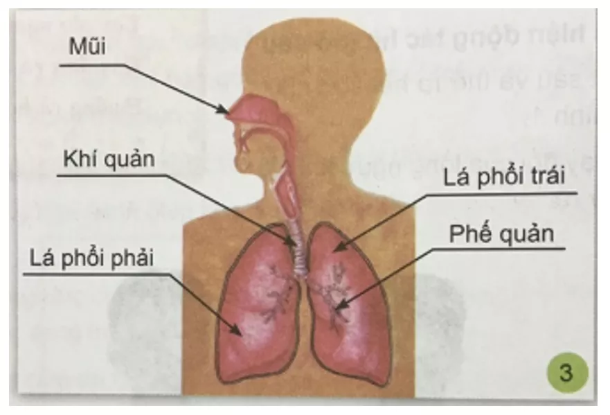 Tự nhiên và xã hội 3 Bài 1: Hoạt động thở và cơ quan hô hấp | Hay nhất Giải bài tập Tự nhiên và xã hội 3 VNEN Bai 1 Hoat Dong Tho Va Co Quan Ho Hap 3