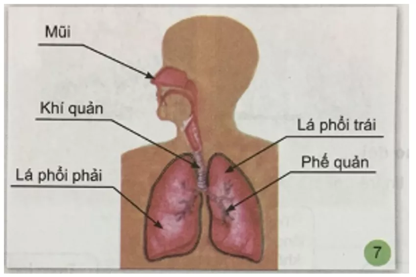 Tự nhiên và xã hội 3 Bài 1: Hoạt động thở và cơ quan hô hấp | Hay nhất Giải bài tập Tự nhiên và xã hội 3 VNEN Bai 1 Hoat Dong Tho Va Co Quan Ho Hap 4