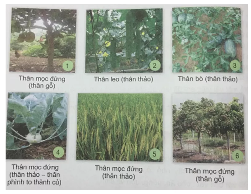 Tự nhiên và xã hội 3 Bài 18: Thân cây có đặc điểm gì? | Hay nhất Giải bài tập Tự nhiên và xã hội 3 VNEN Bai 18 Than Cay Co Dac Diem Gi 1