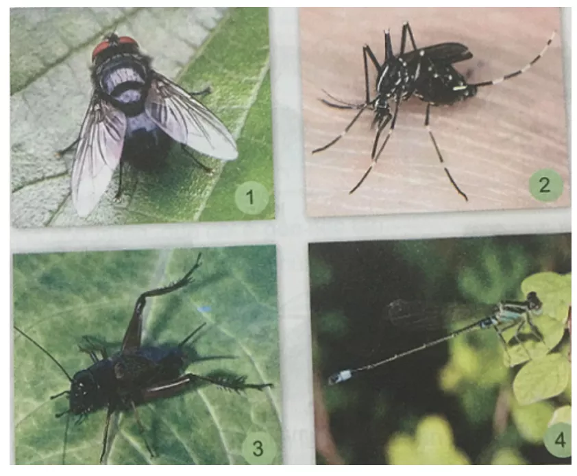 Tự nhiên và xã hội 3 Bài 22: Các loại côn trùng | Hay nhất Giải bài tập Tự nhiên và xã hội 3 VNEN Bai 22 Cac Loai Con Trung 1