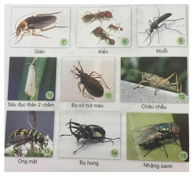 Tự nhiên và xã hội 3 Bài 22: Các loại côn trùng | Hay nhất Giải bài tập Tự nhiên và xã hội 3 VNEN Bai 22 Cac Loai Con Trung 3