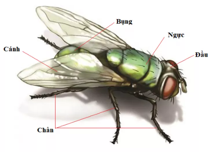 Tự nhiên và xã hội 3 Bài 22: Các loại côn trùng | Hay nhất Giải bài tập Tự nhiên và xã hội 3 VNEN Bai 22 Cac Loai Con Trung 4