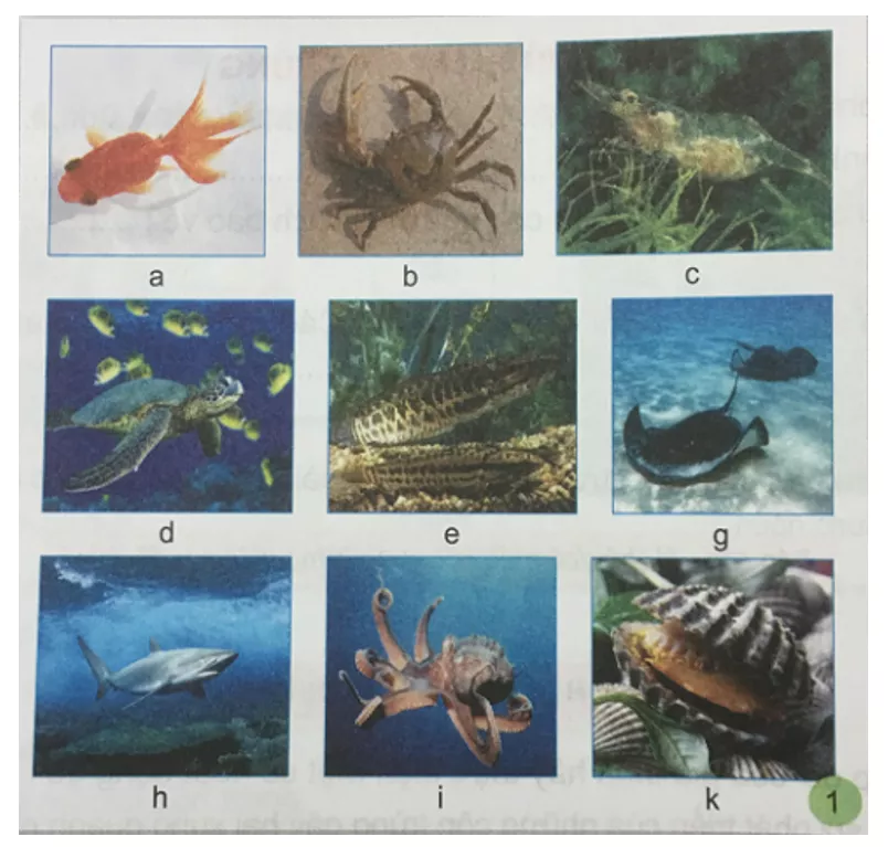 Tự nhiên và xã hội 3 Bài 23: Một số động vật sống dưới nước | Hay nhất Giải bài tập Tự nhiên và xã hội 3 VNEN Bai 23 Mot So Dong Vat Song Duoi Nuoc 1
