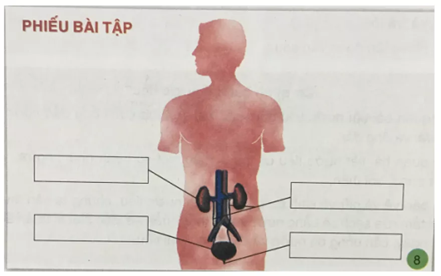 Tự nhiên và xã hội 3 Bài 5: Cơ quan bài tiết nước tiểu | Hay nhất Giải bài tập Tự nhiên và xã hội 3 VNEN Bai 5 Co Quan Bai Tiet Nuoc Tieu 2