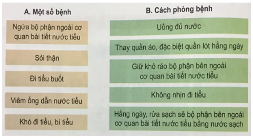 Tự nhiên và xã hội 3 Bài 5: Cơ quan bài tiết nước tiểu | Hay nhất Giải bài tập Tự nhiên và xã hội 3 VNEN Bai 5 Co Quan Bai Tiet Nuoc Tieu 4