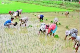 Hãy tìm thêm ví dụ về những hoạt động được coi là nghiên cứu khoa học tự nhiên Cay Lua