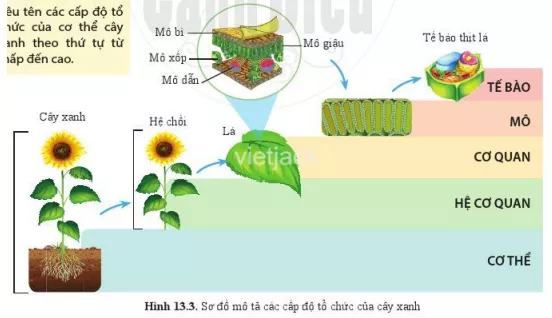 Dựa vào hình 13.3, hãy kể tên một số loại mô cấu tạo nên lá ở cây xanh Dua Vao Hinh 13 3 Hay Ke Ten Mot So Loai Mo Cau Tao Nen La 1