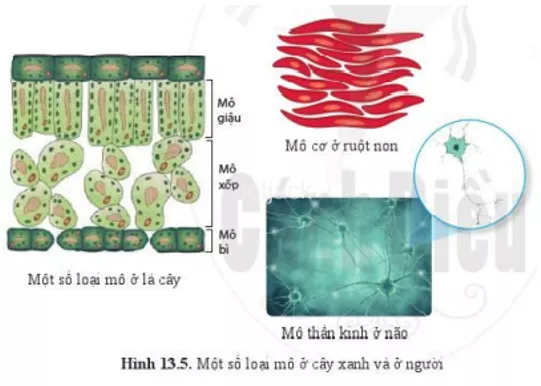 Dựa vào hình 13.3, hãy kể tên một số loại mô cấu tạo nên lá ở cây xanh Dua Vao Hinh 13 3 Hay Ke Ten Mot So Loai Mo Cau Tao Nen La 2