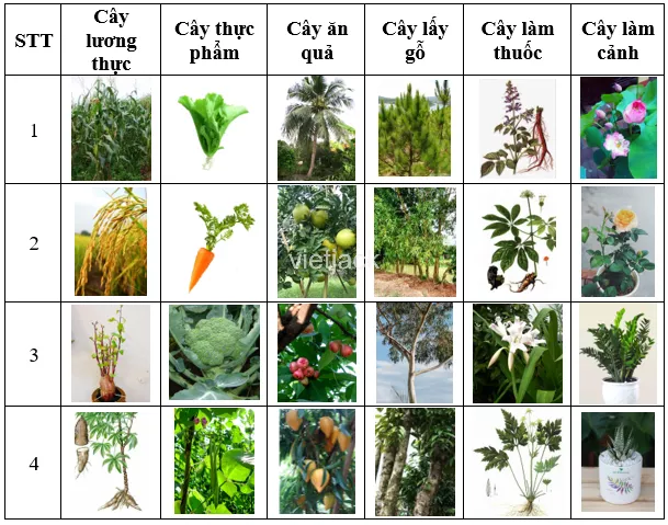 Ghim các mảnh giấy ghi tên cây hoặc các thể ảnh cây vào đúng cột trong bảng Ghim Cac Manh Giay Ghi Ten Cay Hoac Cac The Anh Cay