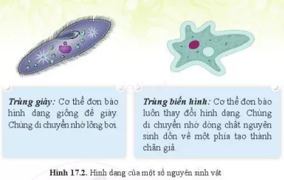 Gọi tên, mô tả hình dạng và nêu đặc điểm nhận biết của các nguyên sinh vật Goi Ten Mo Ta Hinh Dang Va Neu Dac Diem Nhan Biet 2