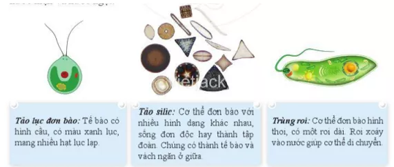 Gọi tên, mô tả hình dạng và nêu đặc điểm nhận biết của các nguyên sinh vật Goi Ten Mo Ta Hinh Dang Va Neu Dac Diem Nhan Biet