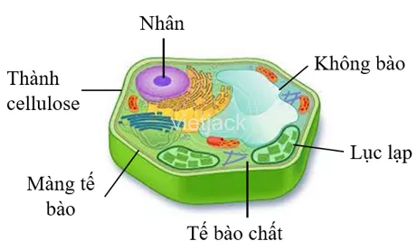 Hình dạng tế bào Cấu trúc chung và Các đặc tính của tế bào