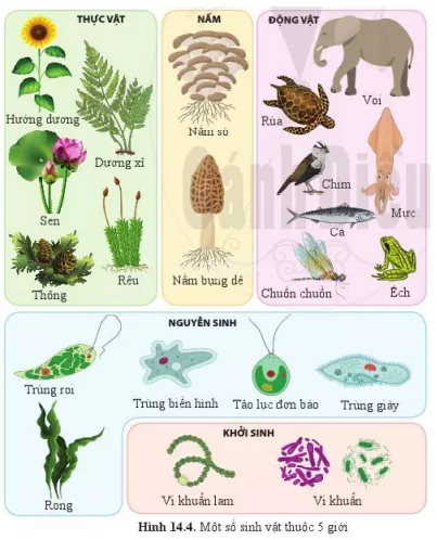 Hãy quan sát hình 14.4 và kể tên các sinh vật mà em biết Hay Quan Sat Hinh 14 4 Va Ke Ten Cac Sinh Vat Ma Em Biet