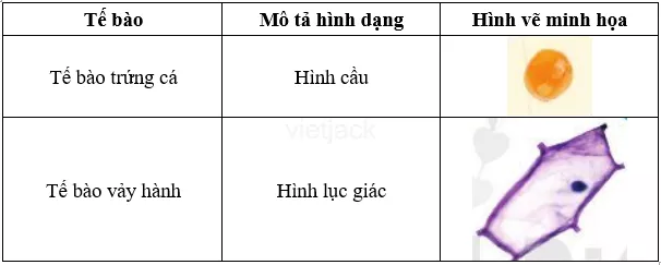 Lập bảng báo cáo kết quả quan sát tế bào theo mẫu bảng gợi ý Lap Bang Bao Cao Ket Qua Quan Sat Te Bao Theo Mau Bang Goi Y