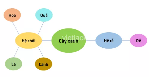 Liệt kê một số cơ quan và hệ cơ quan ở cơ thể cây xanh và cơ thể người Liet Ke Mot So Co Quan Va He Co Quan O Co The Cay Xanh 2