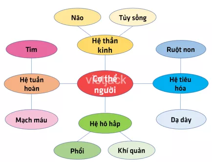 Liệt kê một số cơ quan và hệ cơ quan ở cơ thể cây xanh và cơ thể người Liet Ke Mot So Co Quan Va He Co Quan O Co The Cay Xanh