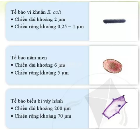 Mô tả hình dạng, kích thước của các loại tế bào Mo Ta Hinh Dang Kich Thuoc Cua Cac Loai Te Bao Trong Hinh 12 6 1