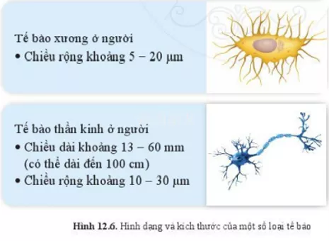 Mô tả hình dạng, kích thước của các loại tế bào Mo Ta Hinh Dang Kich Thuoc Cua Cac Loai Te Bao Trong Hinh 12 6 2