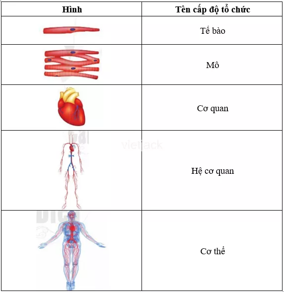 Nêu tên các cấp độ tổ chức cấu tạo của cơ thể người có trong hình 13.10 Neu Ten Cac Cap Do To Chuc Cau Tao Cua Co The Nguoi 2