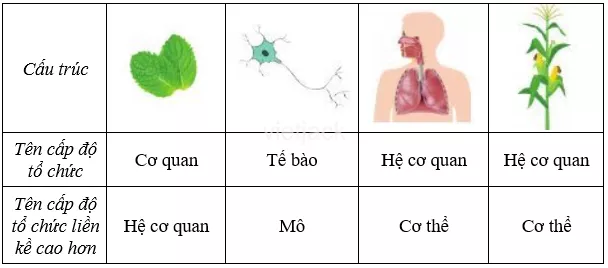 Nêu tên cấp độ tổ chức tương ứng với mỗi cấu trúc  đã cho trong bảng 13.2 Neu Ten Cap Do To Chuc Tuong Ung Voi Moi Cau Truc Da Cho