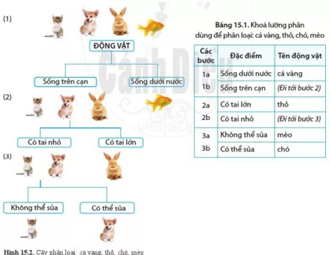 Những đặc điểm nào của sinh vật đã được sử dụng để phân loại động vật Nhung Dac Diem Nao Cua Sinh Vat Da Duoc Su Dung De Phan Loai