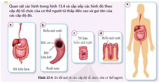 Quan sát các hình trong hình 13.4 và sắp xếp các hình đố theo cấp độ tổ chức Quan Sat Cac Hinh Trong Hinh 13 4 Va Sap Xep Cac Hinh