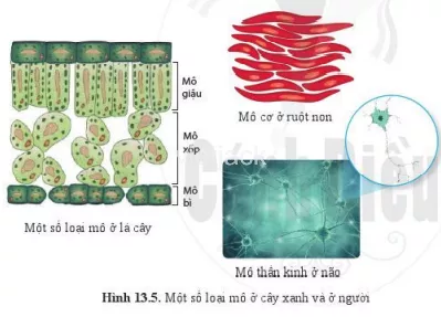 Quan sát các loại mô trong hình 13.5 và nhận xét về hình dạng, kích thước Quan Sat Cac Loai Mo Trong Hinh 13 5 Va Nhan Xet Ve Hinh Dang