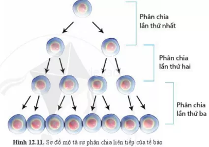 Quan sát hình 12.11 và cho biết số lượng tế bào tăng lên sau mỗi lần phân chia Quan Sat Hinh 12 11 Va Cho Biet So Luong Te Bao Tang Len