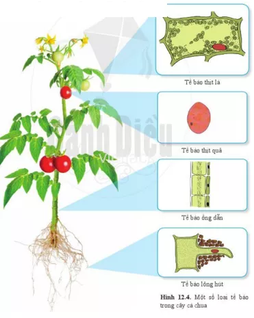 Quan sát hình 12.4, 12.5 và kể tên 1 số loại tế bào cấu tạo nên cơ thể cây cà chua Quan Sat Hinh 12 4 12 5 Va Ke Ten 1 So Loai Te Bao Cau Tao Nen Co The Cay 1