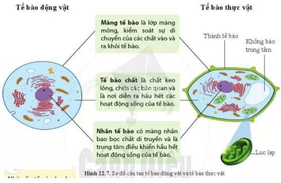 Quan sát hình 12.7 và cho biết cấu tạo và chức năng của màng tế bào Quan Sat Hinh 12 7 Va Cho Biet