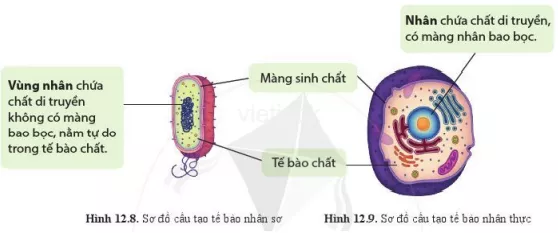 Quan sát hình 12.8, 12.9 và nêu cấu tạo của tế bào nhân sơ và tế bào nhân thực Quan Sat Hinh 12 8 12 9 Va Neu Cau Tao Cua Te Bao Nhan So