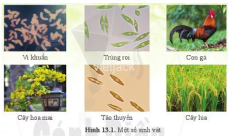 Quan sát hình 13.1 và cho biết cơ thể sinh vật nào được cấu từ nhiều tế bào Quan Sat Hinh 13 1 Va Cho Biet Co The Sinh Vat Nao