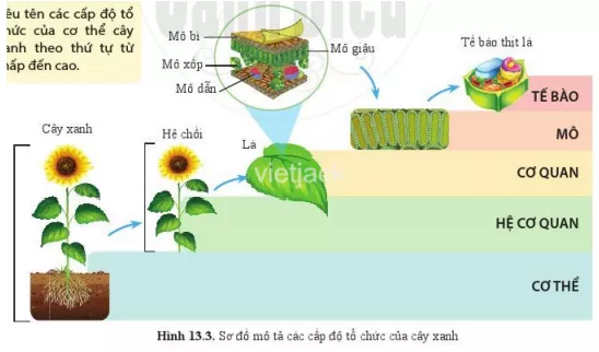 Quan sát hình 13.3 và nêu tên các cấp độ tổ chức của cơ thể cây xanh Quan Sat Hinh 13 3 Va Neu Ten Cac Cap Do To Chuc Cua Co The