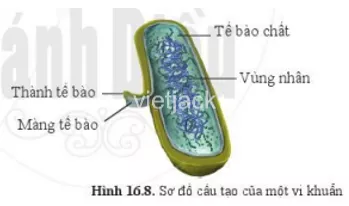  Quan sát hình 16.8 và nêu các thành phần cấu tạo của một vi khuẩn Quan Sat Hinh 16 8 Va Neu Cac Thanh Phan Cau Tao Cua Mot Vi Khuan