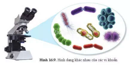 Quan sát hình 16.9 và nêu các hình dạng khác nhau của vi khuẩn Quan Sat Hinh 16 9 Va Neu Cac Hinh Dang Khac Nhau Cua Vi Khuan