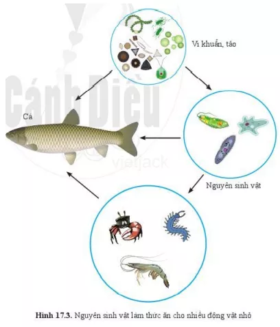 Quan sát hình 17.3 và cho biết nguyên sinh vật là thức ăn của những động vật nào Quan Sat Hinh 17 3 Va Cho Biet Nguyen Sinh Vat La Thuc An