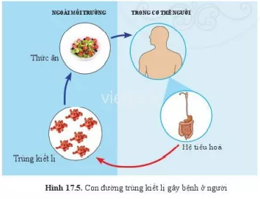 Quan sát hình 17.4, 17.5, hãy cho biết chúng ta cần làm gì để phòng tránh bệnh sốt rét Quan Sat Hinh 17 4 17 5 Hay Cho Biet Chung Ta Can Lam Gi 2