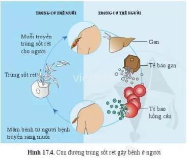 Quan sát hình 17.4, 17.5, hãy cho biết chúng ta cần làm gì để phòng tránh bệnh sốt rét Quan Sat Hinh 17 4 17 5 Hay Cho Biet Chung Ta Can Lam Gi