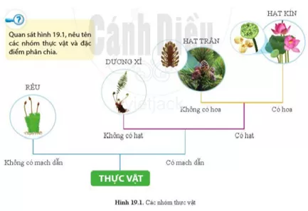 Quan sát hình 19.1, nêu tên các nhóm thực vật và đặc điểm phân chia Quan Sat Hinh 19 1 Neu Ten Cac Nhom Thuc Vat