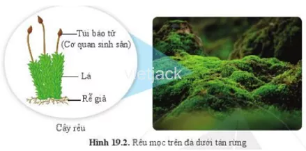 Quan sát hình 19.2 và cho biết những đặc điểm giúp em nhận biết cây rêu Quan Sat Hinh 19 2 Va Cho Biet Nhung Dac Diem