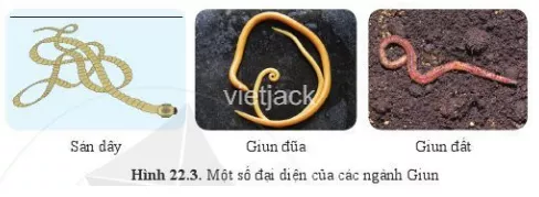 Quan sát hình 22.3 và nêu đặc điểm nhận biết sán dây, giun đũa, giun đất Quan Sat Hinh 22 3 Va Neu Dac Diem Nhan Biet San Day