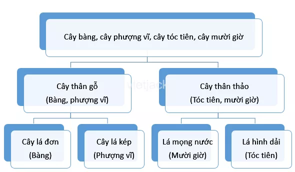 Xây dựng khóa lưỡng phân một số loại cây có trong vườn trường Xay Dung Khoa Luong Phan Mot So Loai Cay Co Trong Vuon Truong