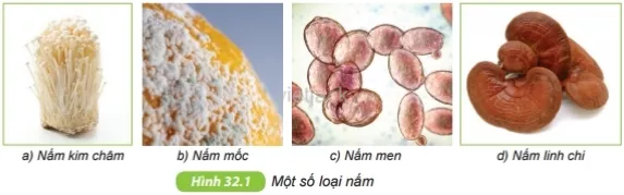 Quan sát hình 32.1, nhận xét về hình dạng của các loại nấm. Hãy kể tên một số loại nấm Cau Hoi 1 Trang 108 Bai 32 Khoa Hoc Tu Nhien Lop 6 Ket Noi 1