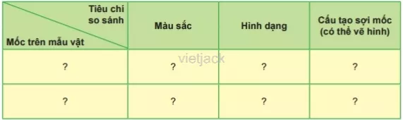 Mô tả các loại nấm mốc trên mẫu vật đã chuẩn bị theo các tiêu chí trong bảng sau Cau Hoi 1 Trang 114 Bai 33 Khoa Hoc Tu Nhien Lop 6 Ket Noi 1