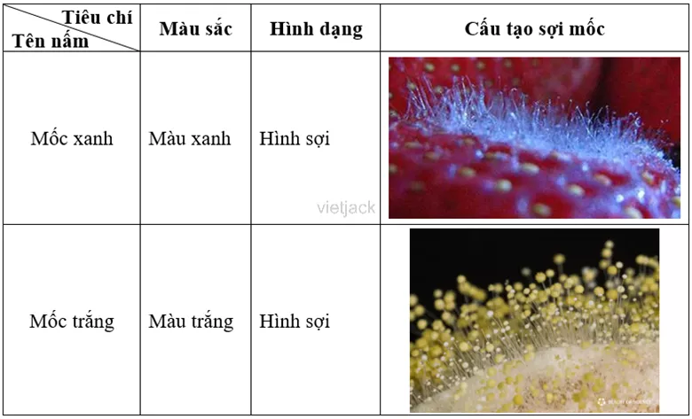 Mô tả các loại nấm mốc trên mẫu vật đã chuẩn bị theo các tiêu chí trong bảng sau Cau Hoi 1 Trang 114 Bai 33 Khoa Hoc Tu Nhien Lop 6 Ket Noi 2